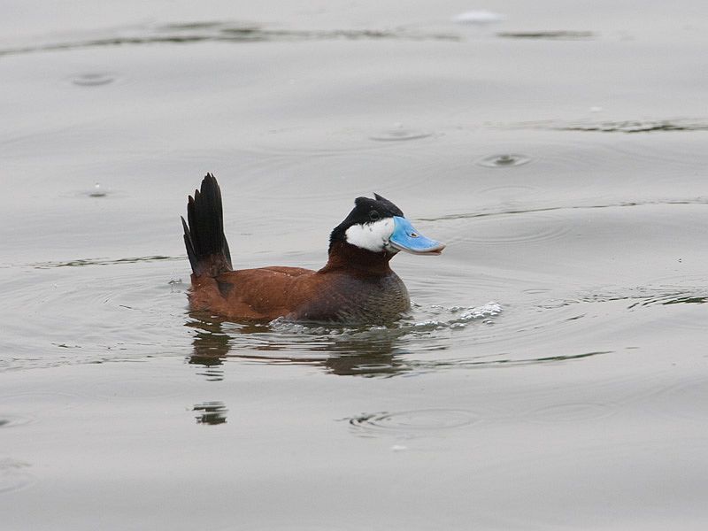 Oxyura jamaicensis Rosse Stekelstaart Ruddy Duck